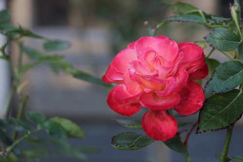 rose  garden  park