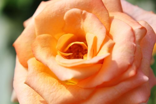 rose  orange  garden