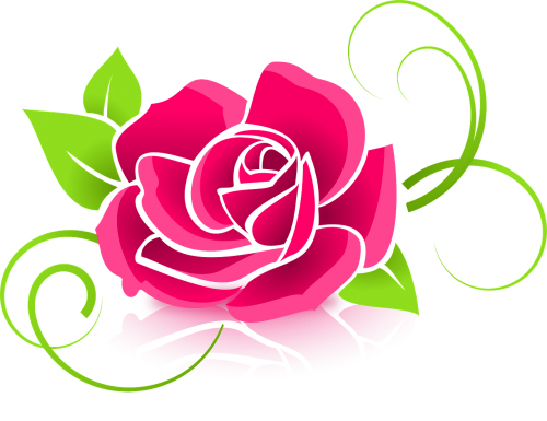 rose graphic flower