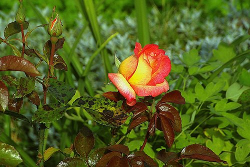 rose  flower  garden