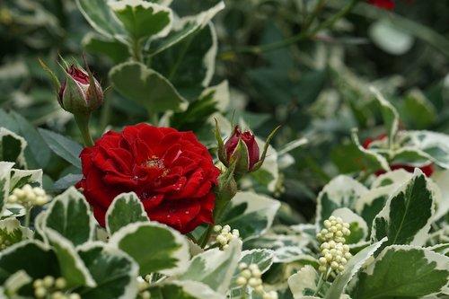 rose  red  garden