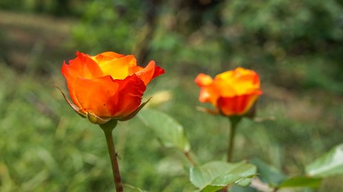 rose  garden  blooms at