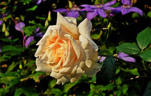 rose  tea  flower