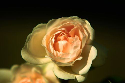 rose  rose bloom  plant