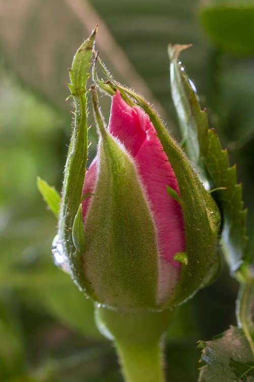 rose  bud  rosebud