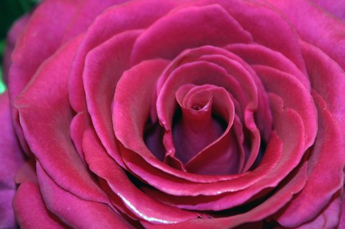 rose  pink  red