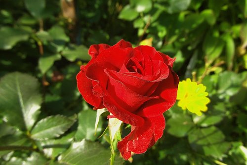 rose  flower  red