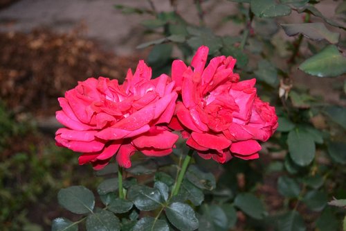 rose  roses  plant