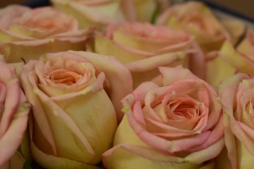 rose  flowers  love