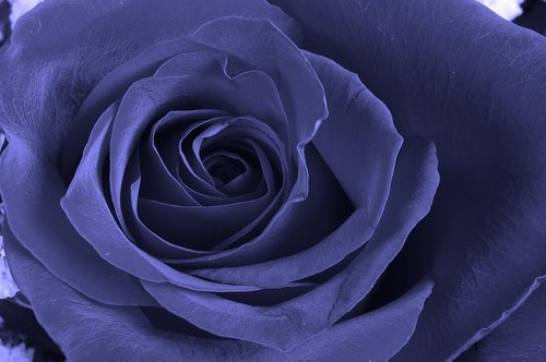 rose  purple  flower