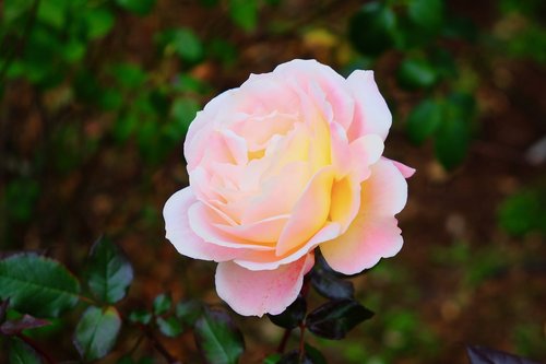 rose  white  petal