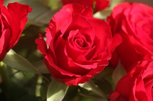 rose  red rose  rose bloom