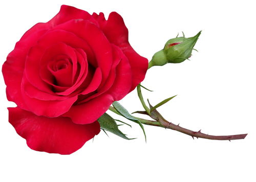 rose  red  stem