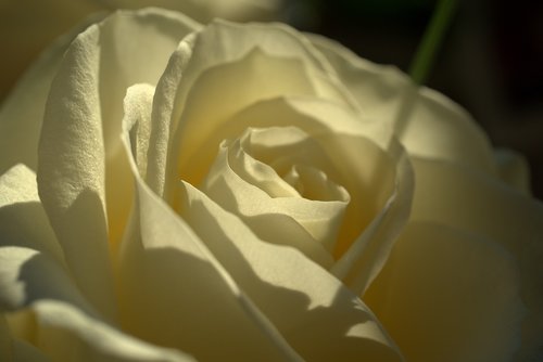 rose  love  romantic
