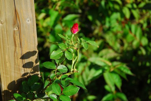 rose  garden  spring