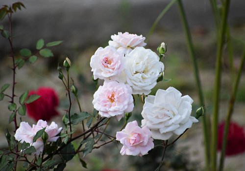 rose  flowers  roses