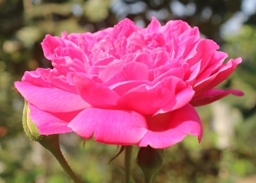 rose  pink  garden