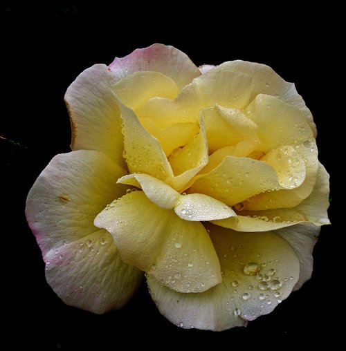rose  tea  flower