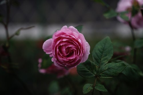 rose  pink  bloom