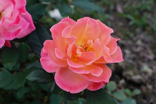 rose  orange rose  blossom