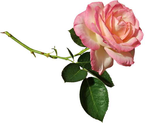 rose  stem  ffragrant