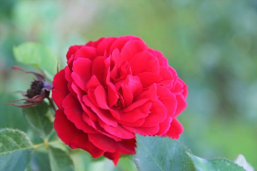 rose  red  flower