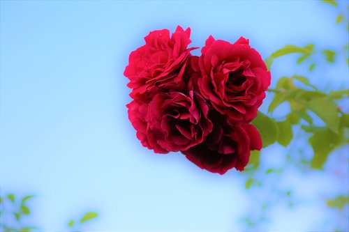 rose  red  nature