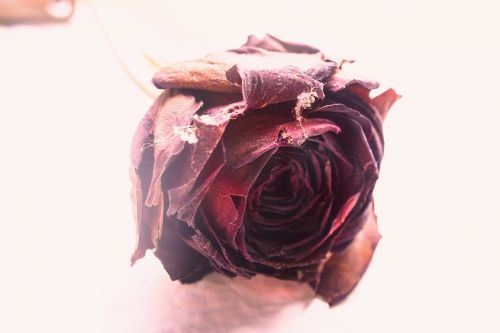 rose dry grunge