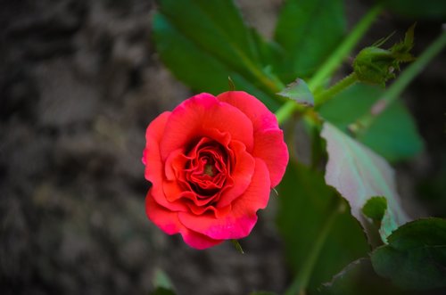 rose  red  flower