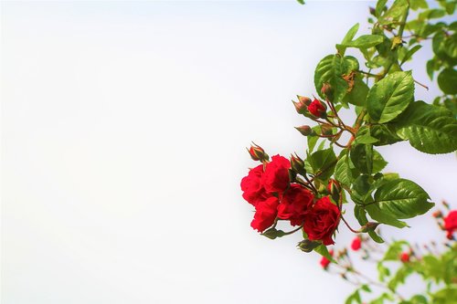 rose  nature  flower