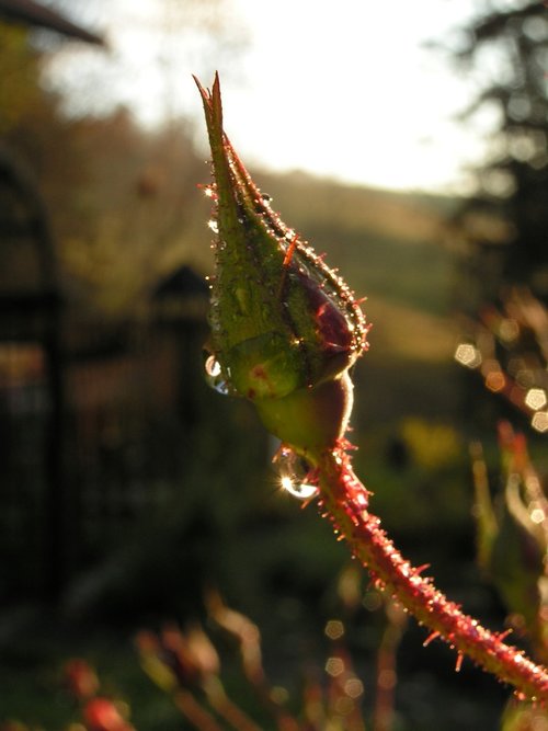 rose  bud  dewdrop