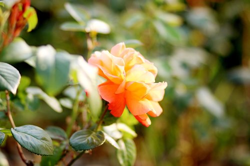 rose  yellow  orange