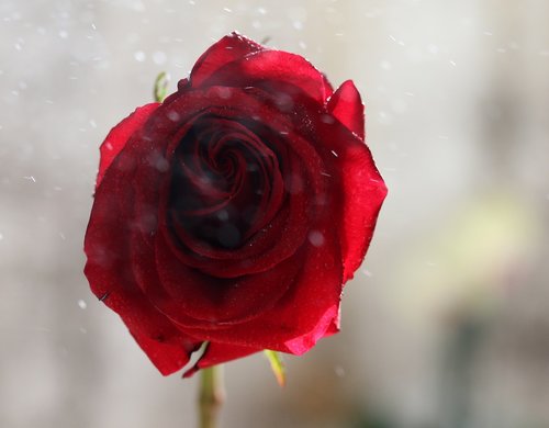 rose  red  wet
