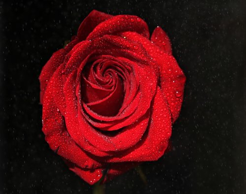 rose  red  wet