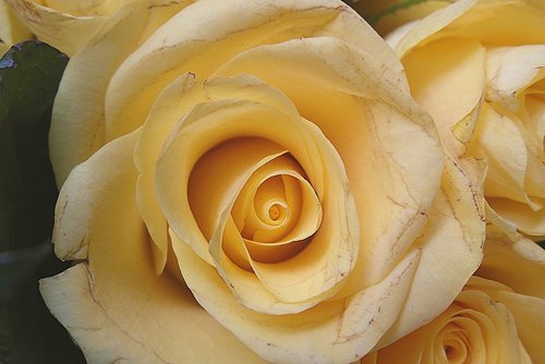 rose  flower  yellow
