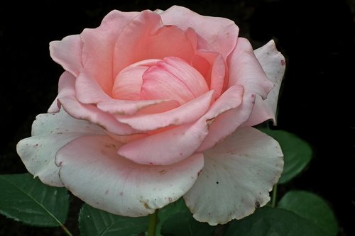 rose  flower  pink