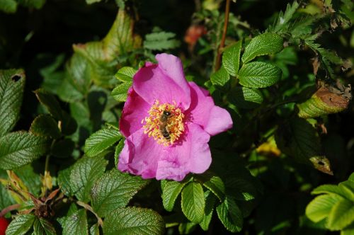 rose wild rose flower