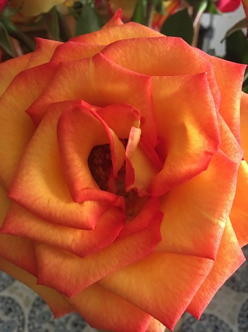 rose  orange  flower