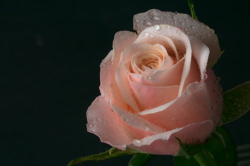rose  flower  roses