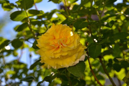 rose  yellow  nature