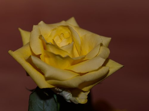 rose  yellow  yellow rose