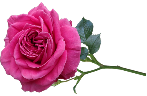 rose  flower  fragrant