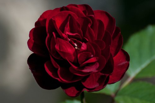 rose  macro  love