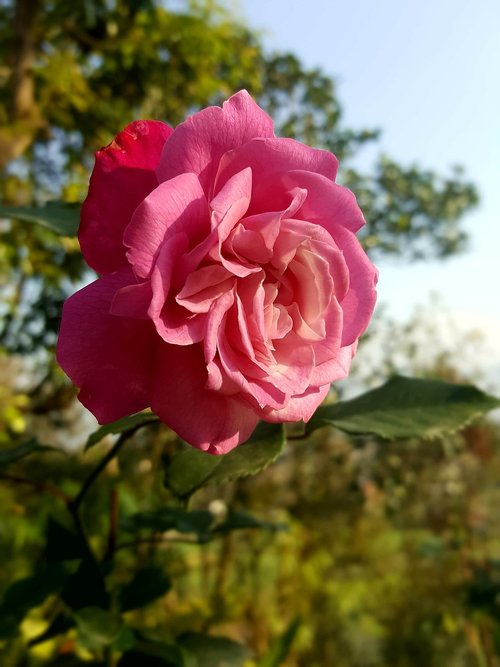 rose  flora  blossom