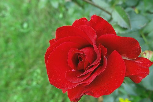 rose  flower  red