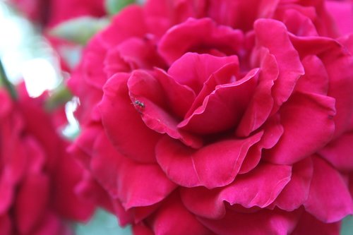 rose  ant  flowers