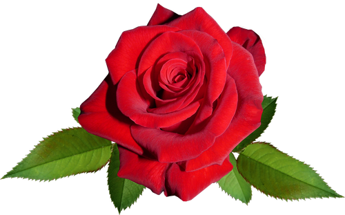 rose  red  flower