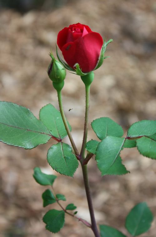 rose rosebud flower