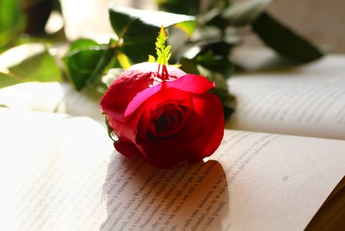 rose  love  romance