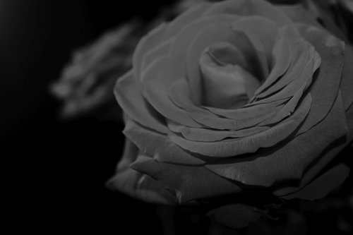 rose  red-naomi  romantic